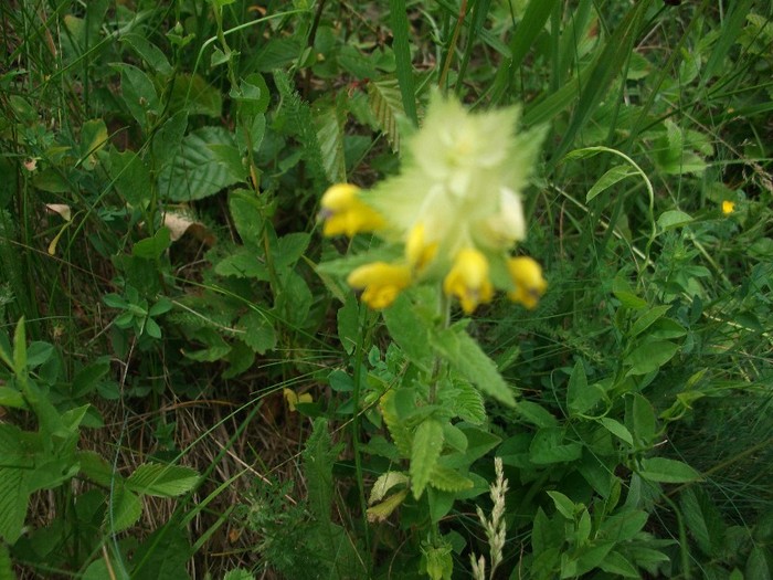 imaginile mele 689 - MAI 2011