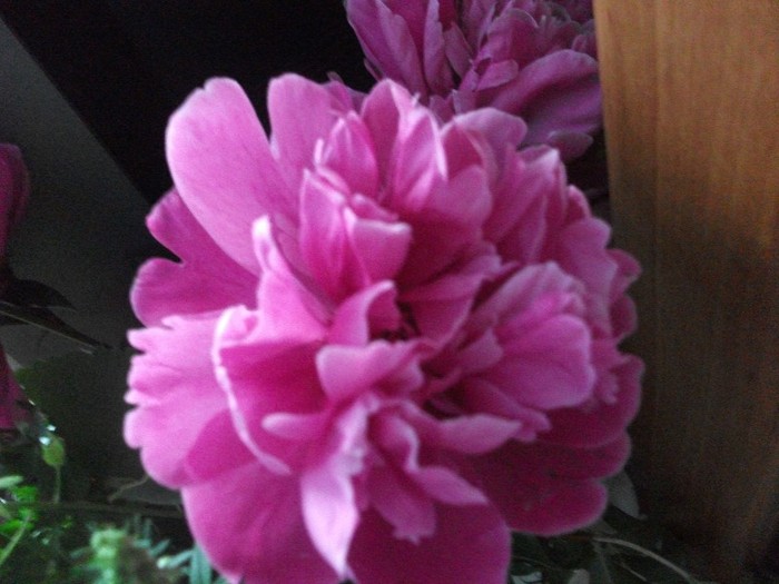 bujor - MAI 2011
