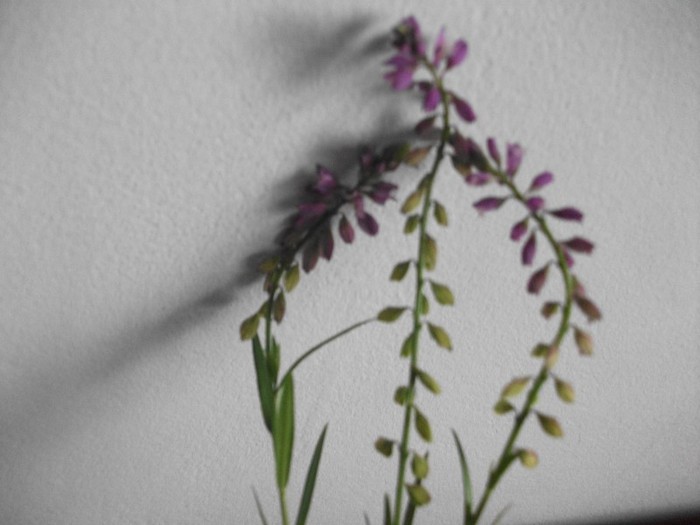 imaginile mele 734 - MAI 2011