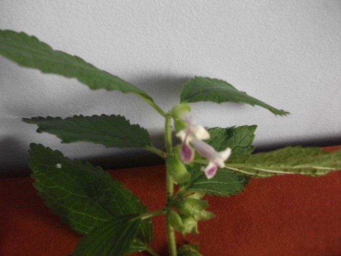 imaginile mele 746 - MAI 2011