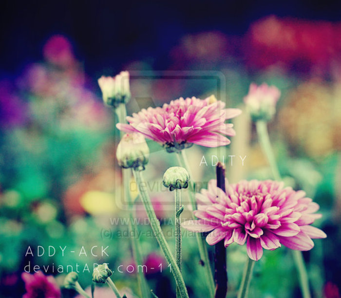 __colorful_flowers_by_addy_ack-d3b6hw8 - 0-0Pozikutzze