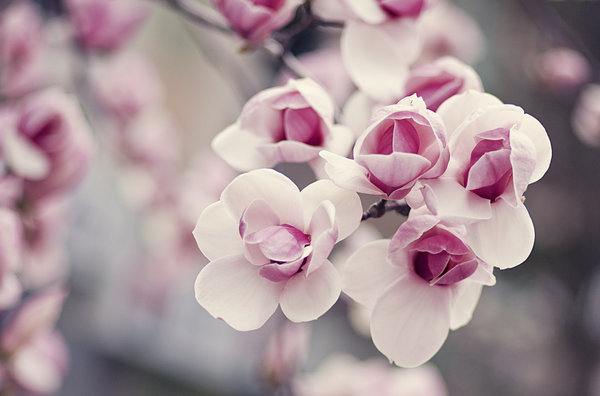 magnolias_by_bittersweetvenom-d3dzkca