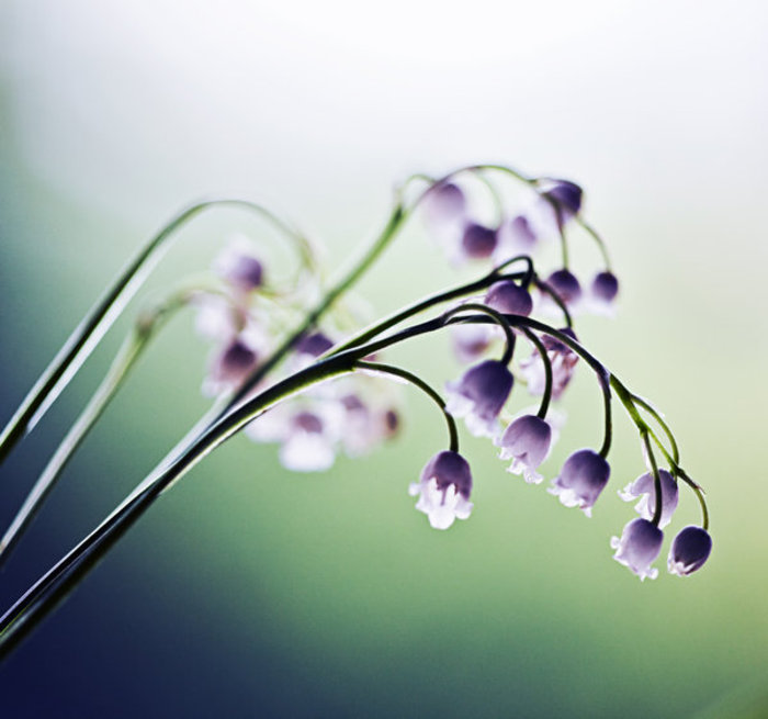 margaritar_iii_by_bittersweetvenom-d3g5f94