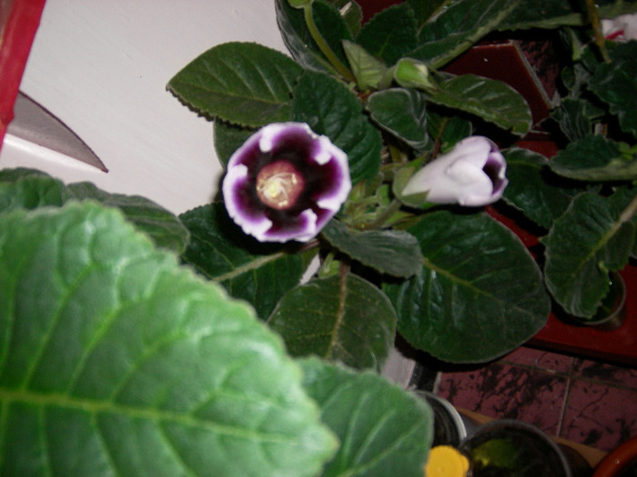 Flori  26 05-2011 007