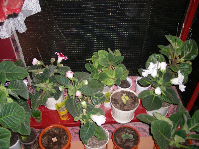 Flori  26 05-2011 008 - Flori 2011