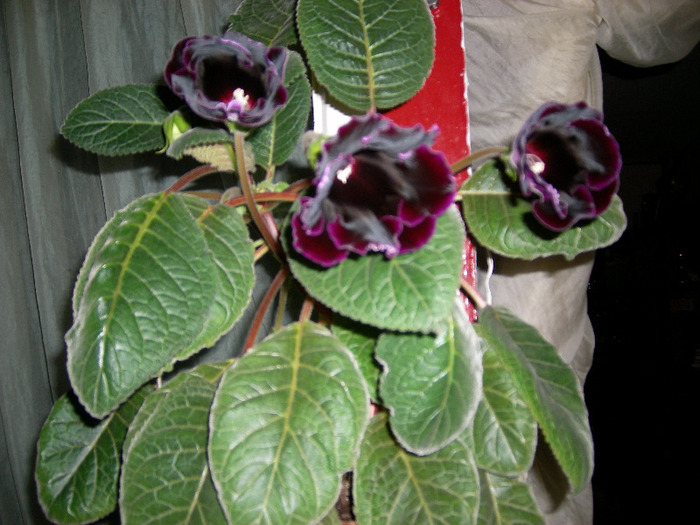 Flori  26 05-2011 001 - Flori 2011
