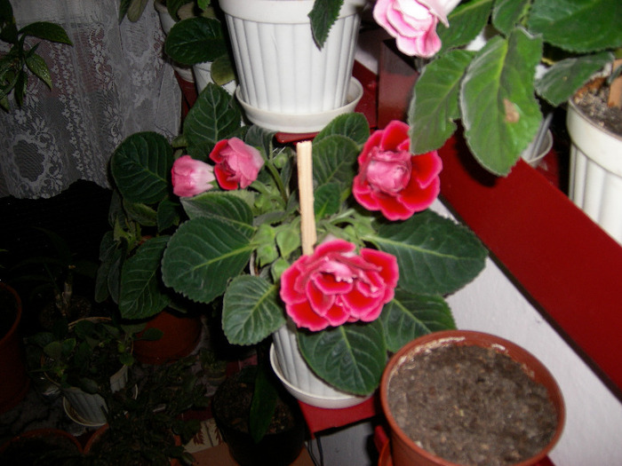 Flori  26 05-2011 002 - Flori 2011