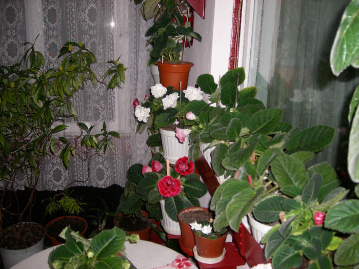Flori  26 05-2011 006