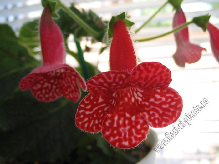 Kohleria Birgitta 12