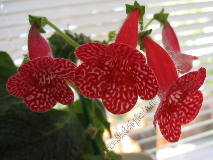 Kohleria Birgitta 14