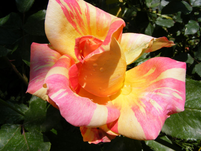 Caribia-(Harry Wheatcroft); Thea Hybrid,floare mare,miros usor-1 din 5 pct.,inaltime0,75-1m
