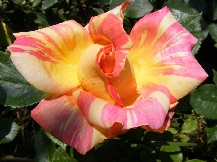 Caribia-(Harry Wheatcroft); Thea Hybrid,floare mare,miros usor-1 din 5 pct.,inaltime0,75-1m
