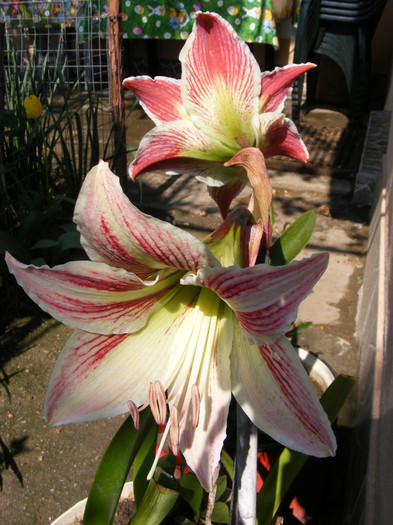 DSCF6505 - Hippeastrum