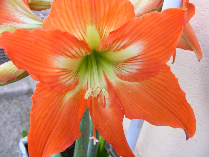 DSCF6602 - Hippeastrum