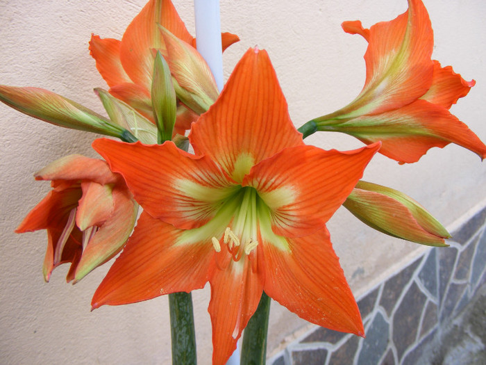 DSCF6603 - Hippeastrum