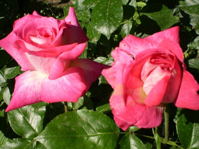 P1010768 - trandafiri-2011