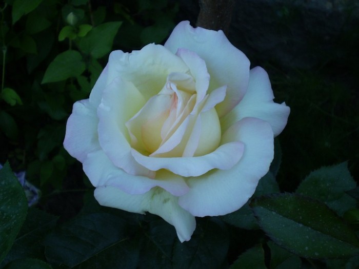 P5250737 - trandafiri-2011