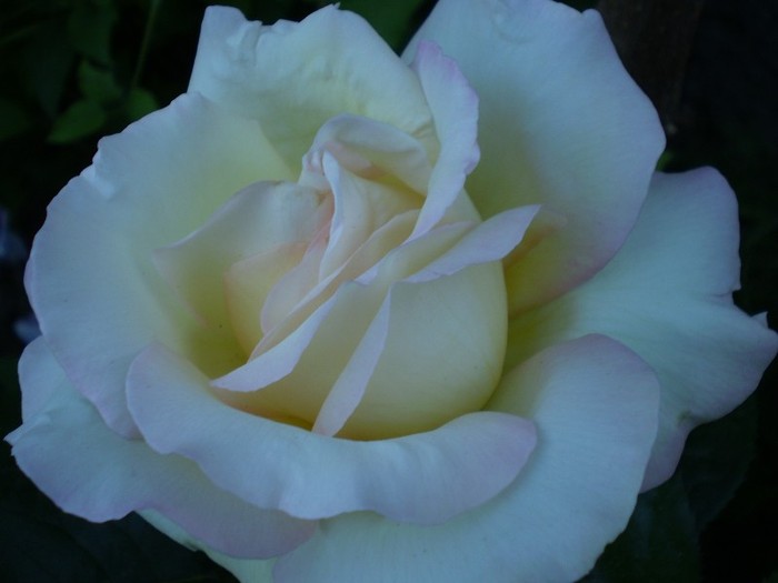 P5250739 - trandafiri-2011