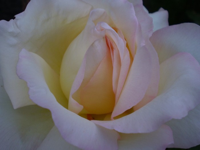 P5250740 - trandafiri-2011