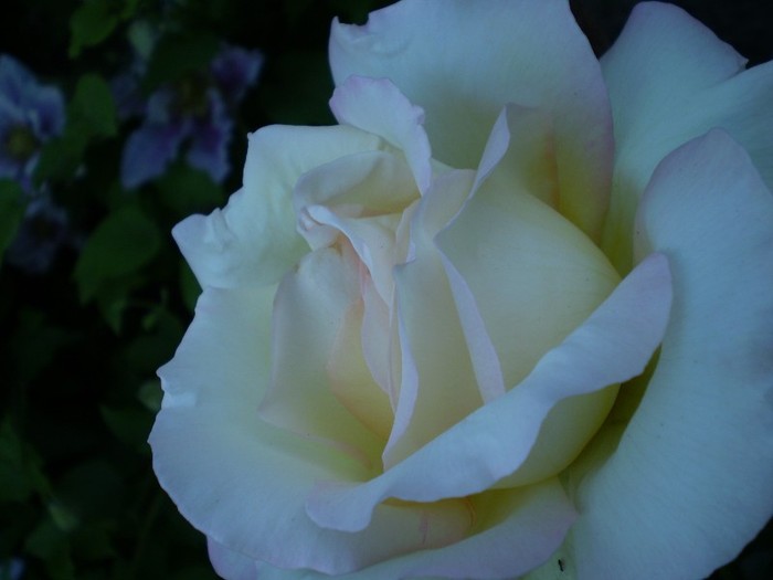 P5250741 - trandafiri-2011