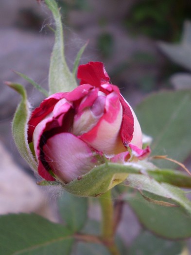 P1010760 - trandafiri-2011