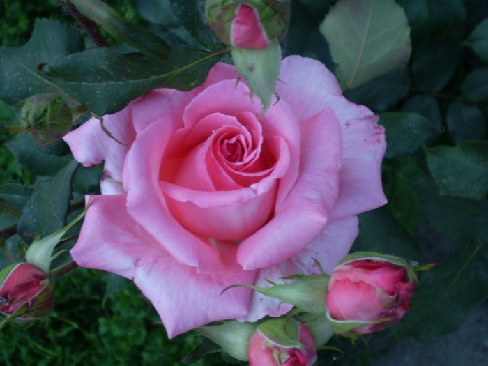 P5250750 - trandafiri-2011