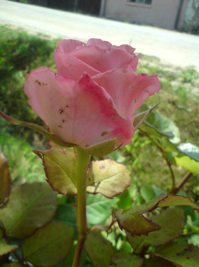 DSC00563 - FLORILE  ANULUI  2011