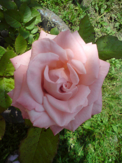 DSC00564 - FLORILE  ANULUI  2011