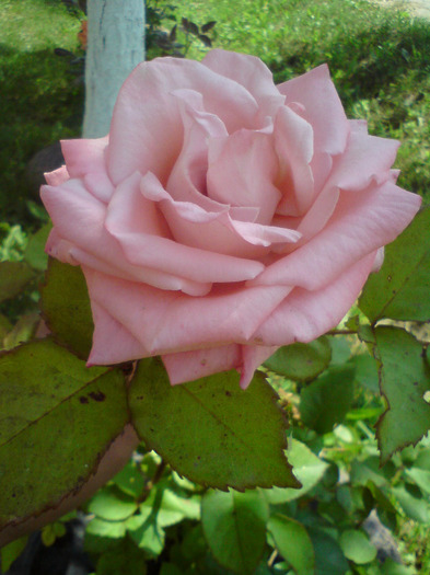 DSC00565 - FLORILE  ANULUI  2011