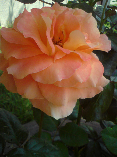 DSC00567 - FLORILE  ANULUI  2011