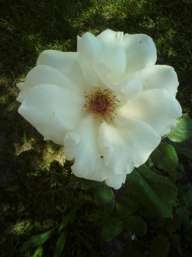 DSC00569 - FLORILE  ANULUI  2011