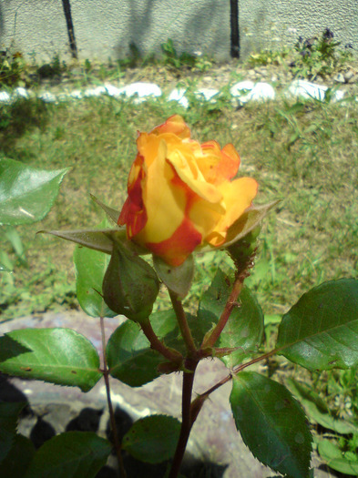 DSC00571 - FLORILE  ANULUI  2011