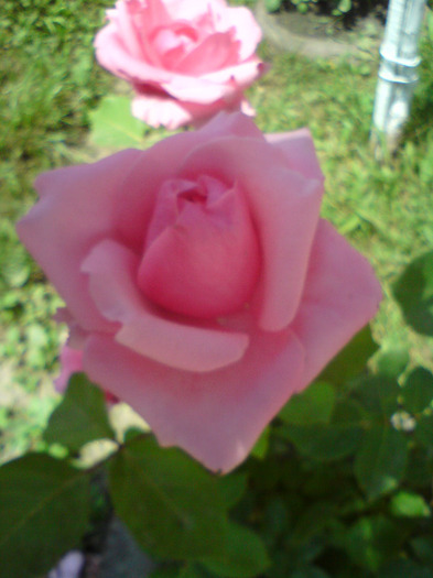 DSC00574 - FLORILE  ANULUI  2011