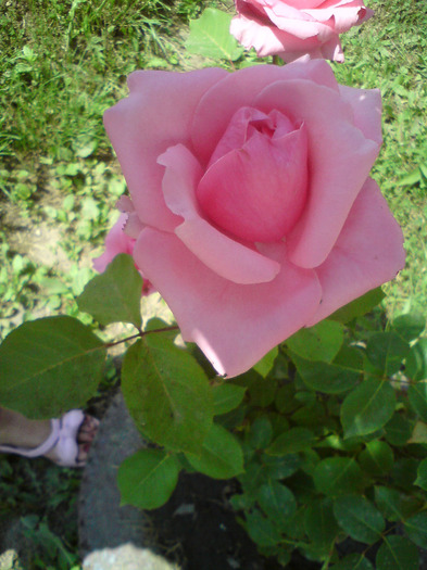 DSC00575 - FLORILE  ANULUI  2011