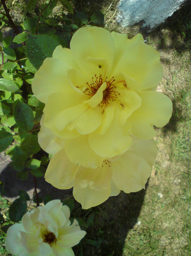 DSC00577 - FLORILE  ANULUI  2011