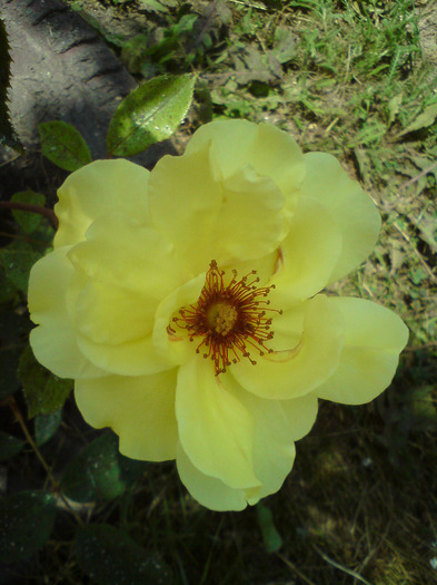 DSC00578 - FLORILE  ANULUI  2011