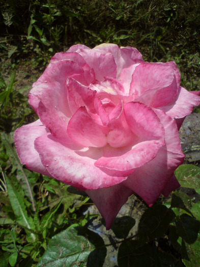 DSC00579 - FLORILE  ANULUI  2011