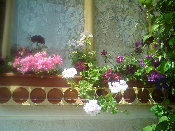 muscate semicurgatoare