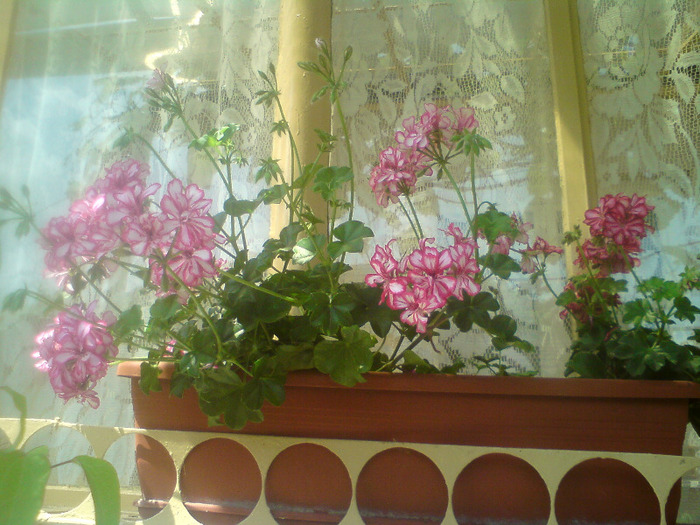 muscate semicurgatoare