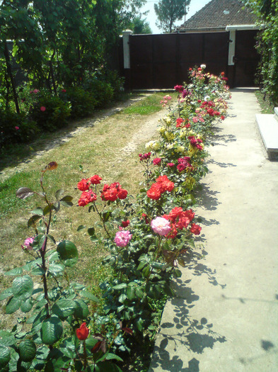 aleea  trandafirilor