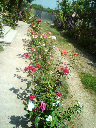 aleea  trandafirilor