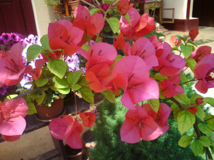 bougainvillea  oranj-bicolor - FLORILE  ANULUI  2011