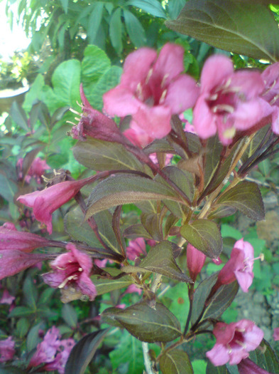 weigela   roz