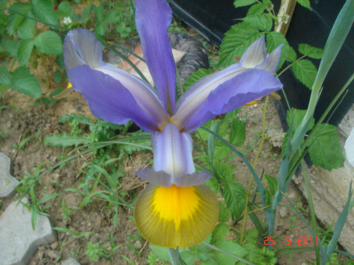 irisi