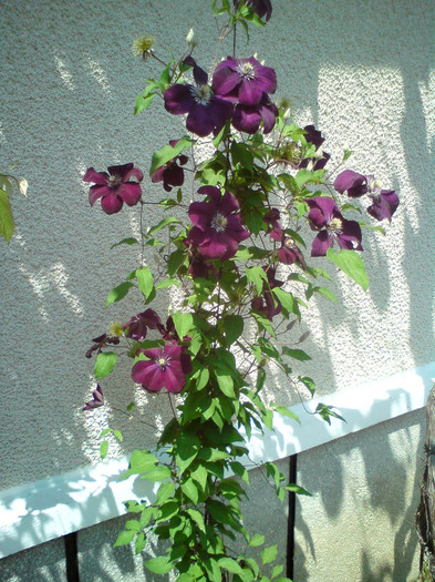 clematis  visiniu