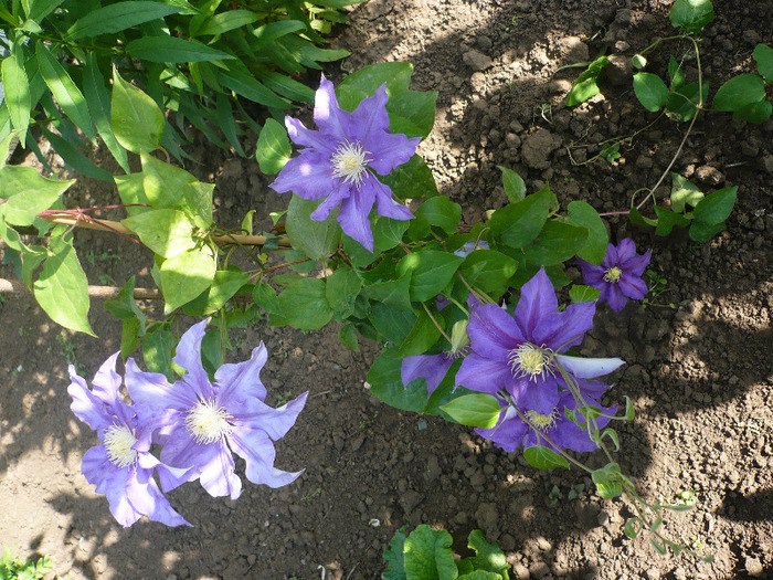 P1070194