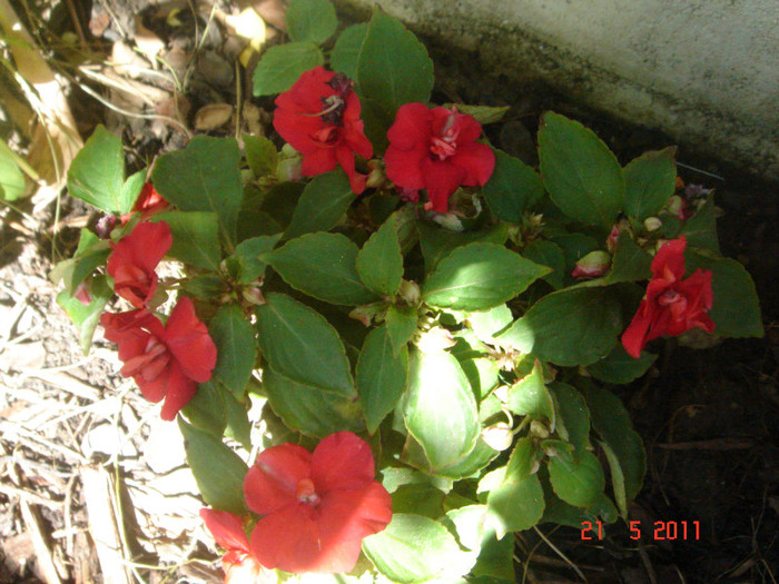 impatiens