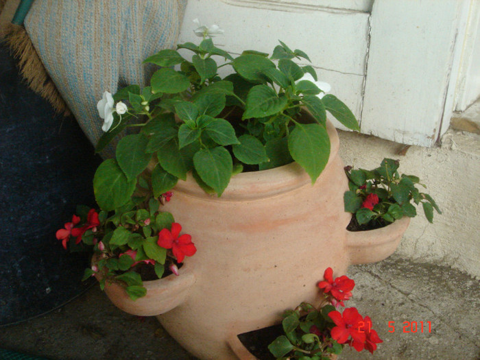 impatiens