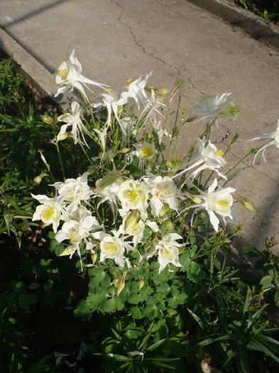 P1070219