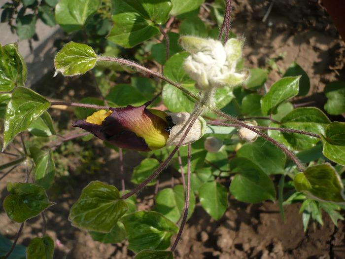 P1070223